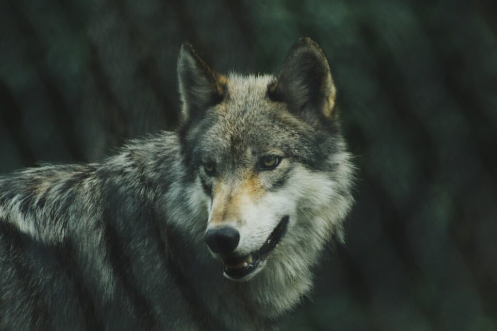 a wolf gazing in the distance