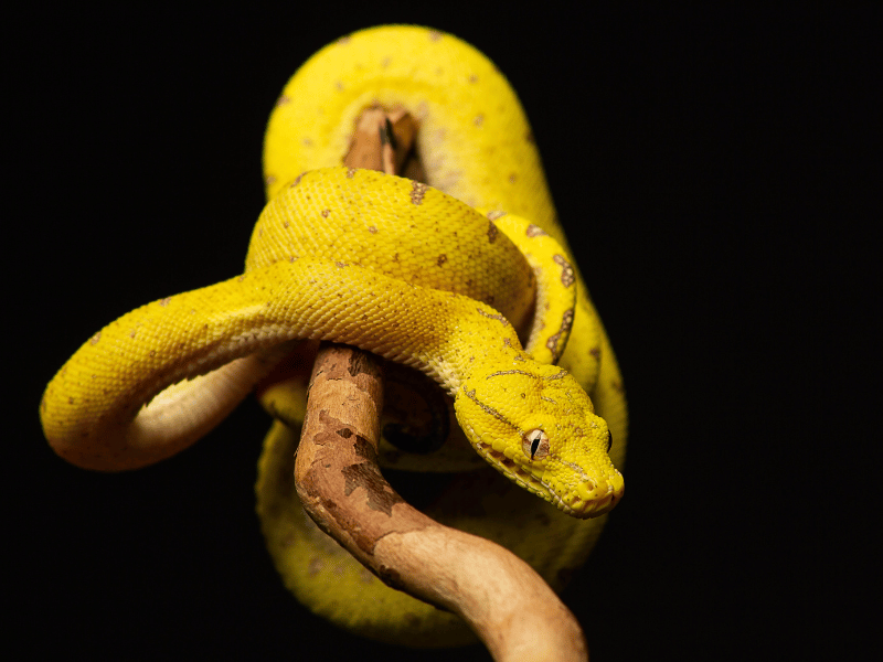 dream of yellow snake that curled its body around a branch